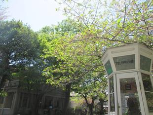 山手234番館　桜開花情報(葉桜情報)と、春の花の情報