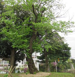 ベーリック・ホール　桜開花情報【2023年4月7日】オオシマザクラとヤエザクラ