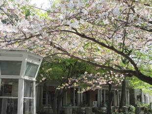 山手234番館　桜開花情報【2023年4月3日号】