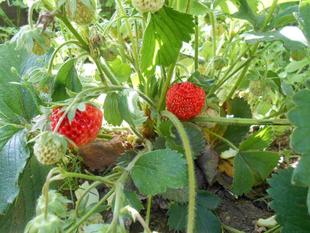 山手111番館　前庭のワイルドストロベリー
