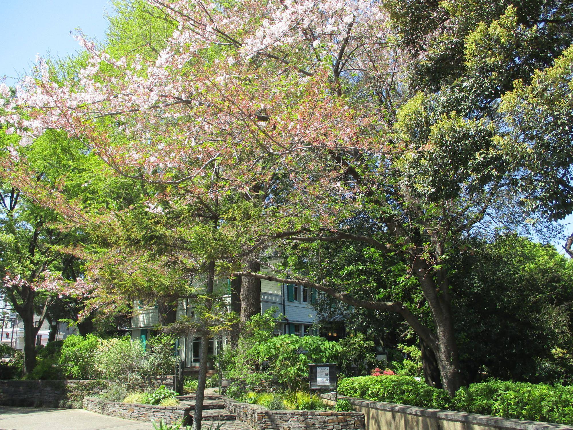 エリスマン邸　エリスマン邸の桜と新緑の写真
