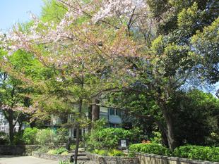 エリスマン邸　エリスマン邸の桜と新緑