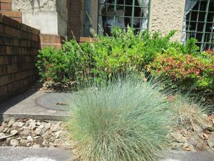 ベーリック・ホール 初夏の庭園の様子