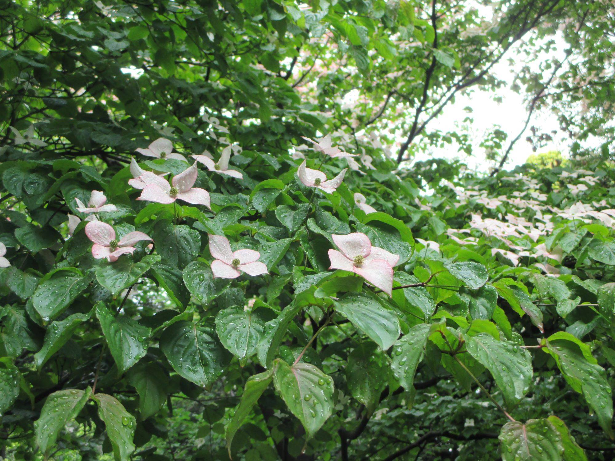山手234番館と元町公園のお花の紹介の写真