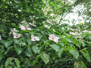 山手234番館と元町公園のお花の紹介
