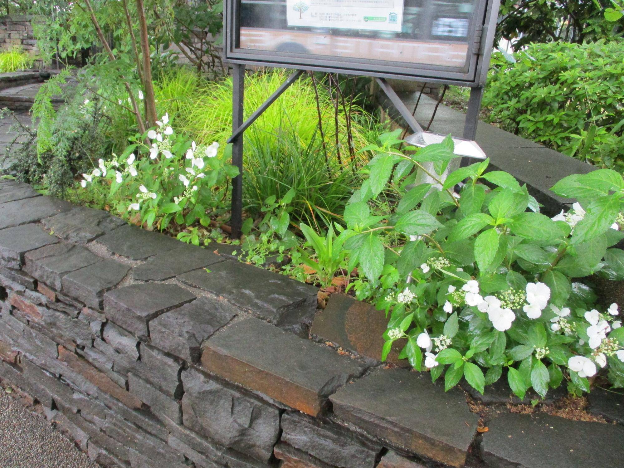 エリスマン邸　５月の花の写真