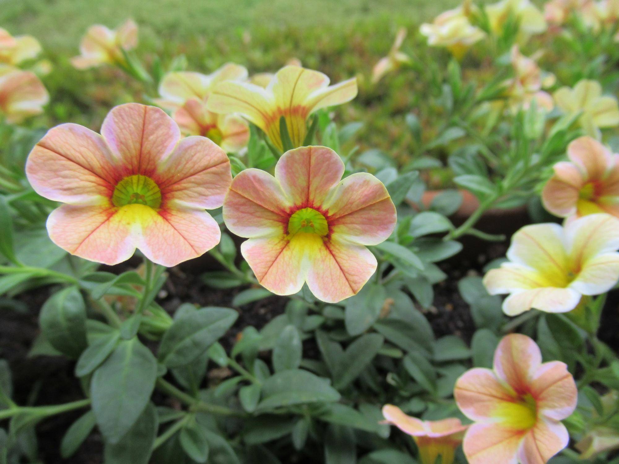 ベーリック・ホール 夏の花苗を植えました。の写真