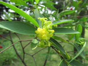 ベーリック・ホール 初夏の庭園の様子