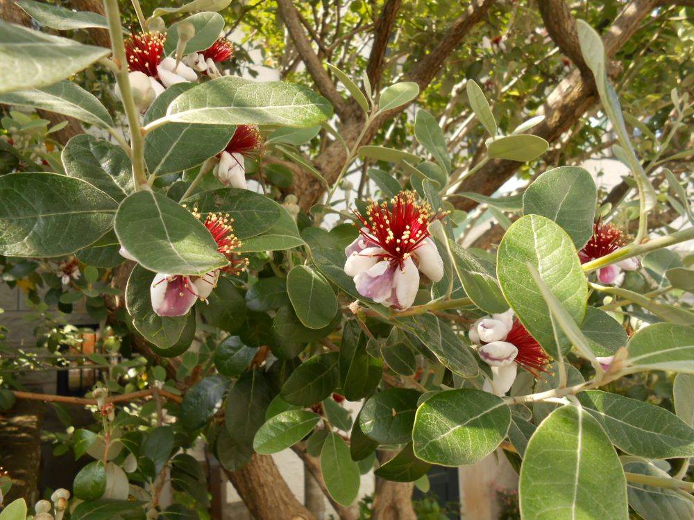 山手111番館　フェイジョアの木の写真