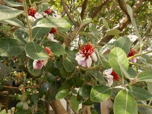 山手111番館 フェイジョアの木