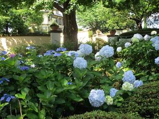 ブラフ18番館　梅雨の中休みのお庭