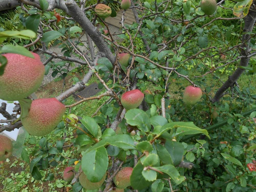 山手111番館 庭を飾る実のある植物3種の写真