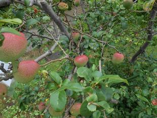山手111番館　庭を飾る実のある植物3種