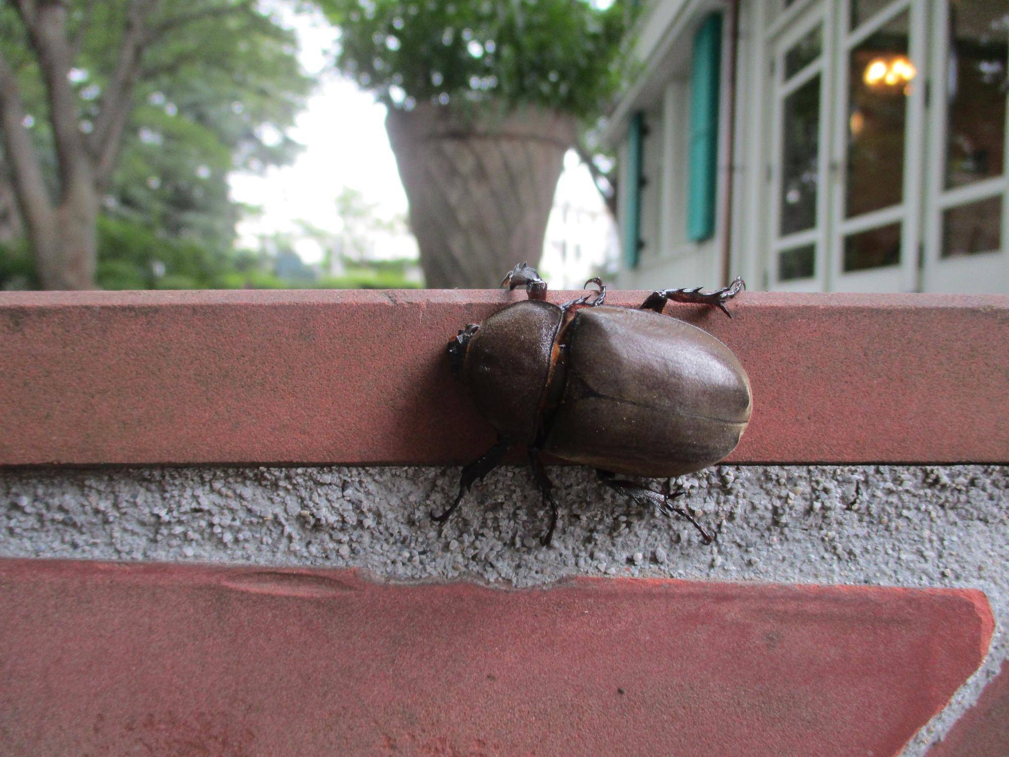 エリスマン邸の夏の写真