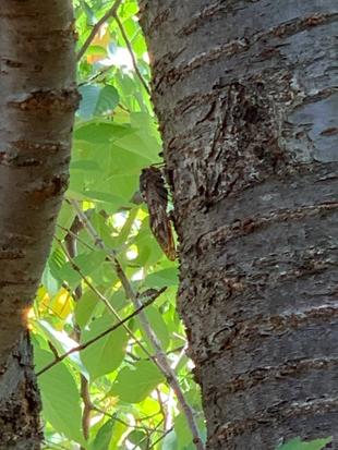 【外交官の家】夏真っ盛りの山手イタリア山庭園