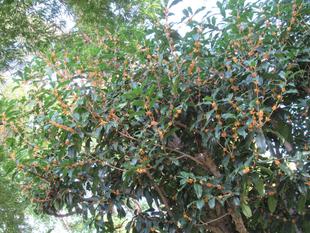 ベーリック・ホール　秋の庭園の様子