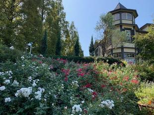 外交官の家~山手イタリア山庭園バラの様子~