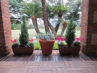 ベーリック・ホール　冬の花苗に植替えました。