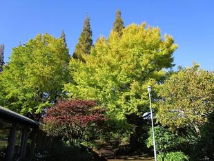 ブラフ18番館『紅葉の様子』