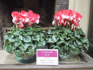 山手234番館 受賞シクラメン