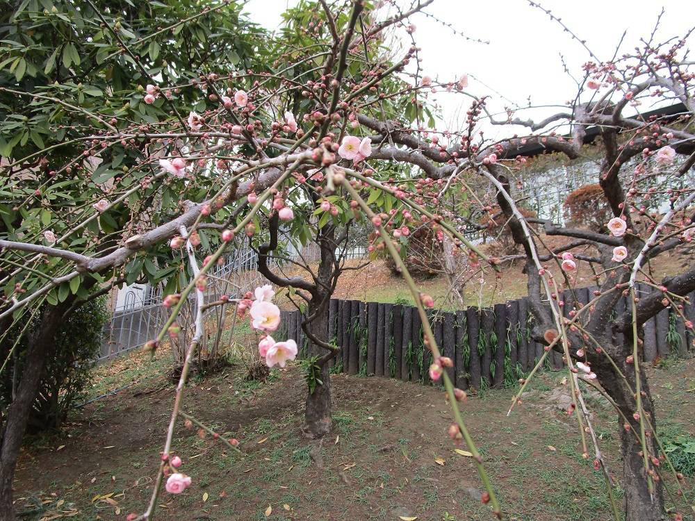 ブラフ18番館の小さな春探しの写真