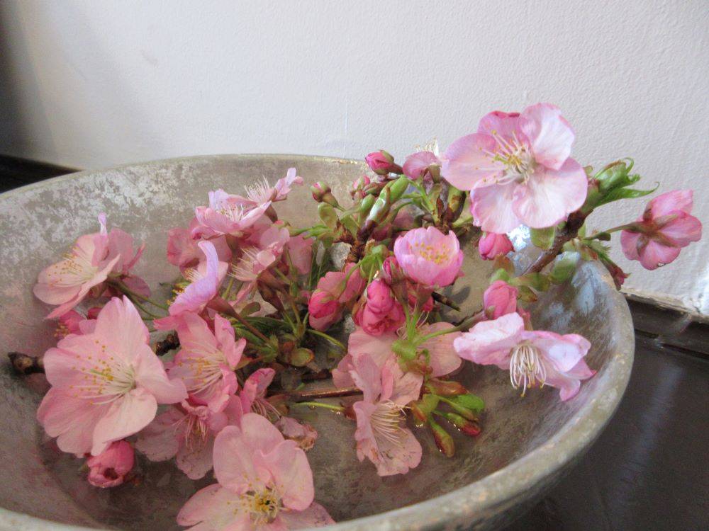 横浜市イギリス館　河津桜の写真