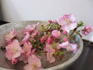 横浜市イギリス館 河津桜