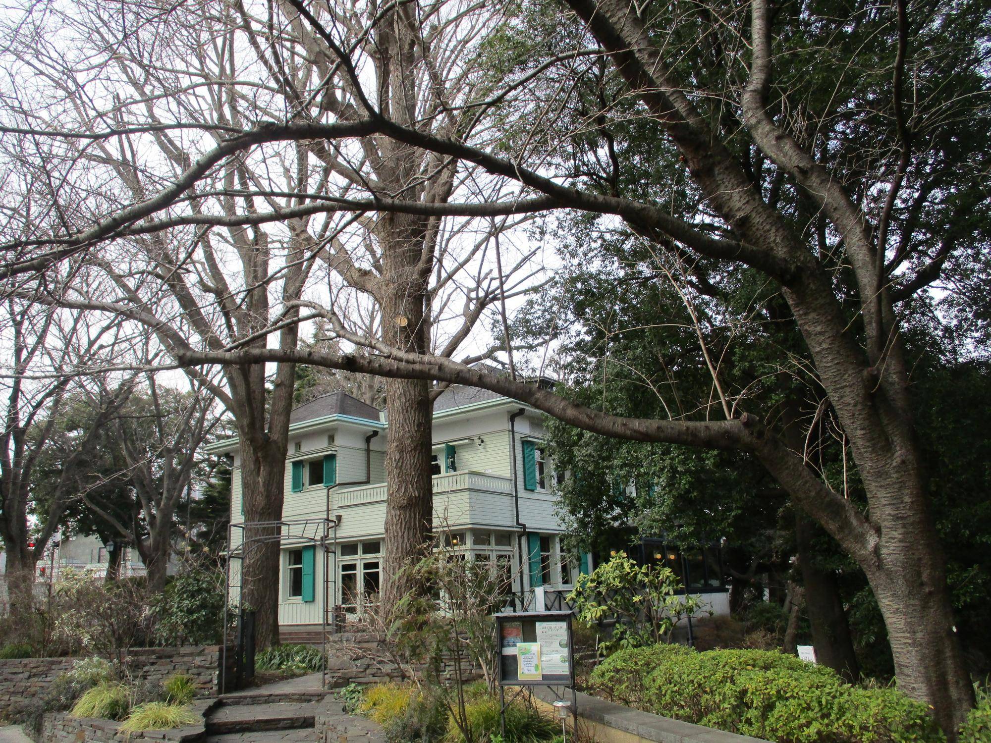 エリスマン邸　桜開花情報【2024年３月1日号】の写真