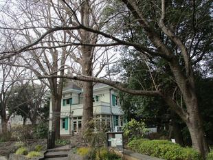 エリスマン邸　桜開花情報【2024年３月1日号】