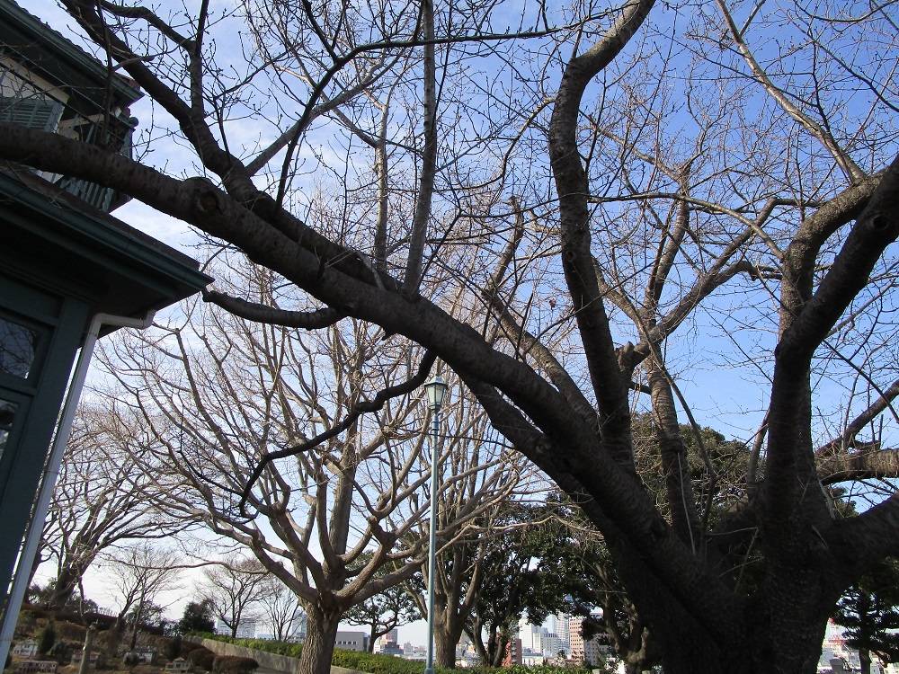 ブラフ18番館　桜開花情報【2024年２月25日】の写真