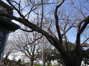 ブラフ18番館　桜開花情報【2024年２月25日】