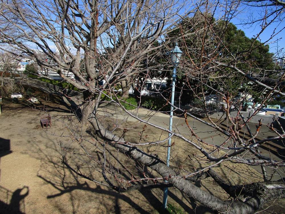 ブラフ18番館　桜開花情報【2024年３月9日】の写真