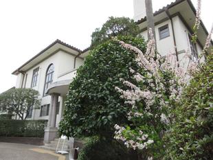 横浜市イギリス館 ピンクユキヤナギ