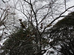  エリスマン邸　桜開花情報【2024年3月27日】