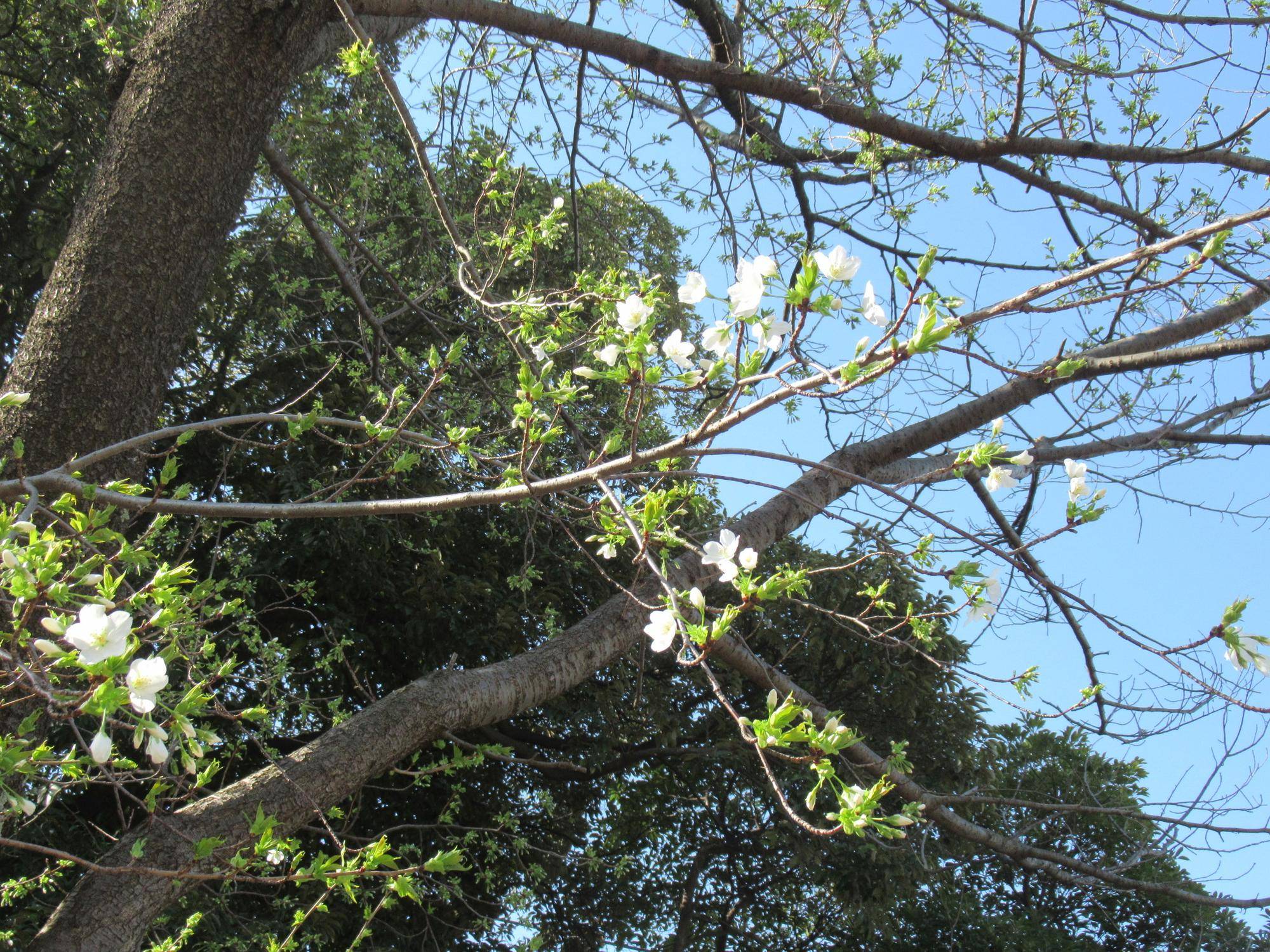 ベーリック・ホール　桜(オオシマザクラ)開花情報【2024年3月31日】の写真