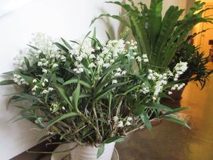 山手234番館　デンドロビューム・ギンギアナム・シルコッキー開花