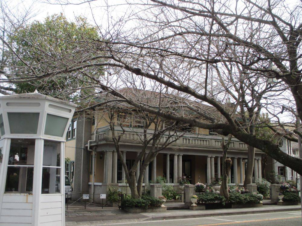  山手234番館　桜開花情報【2024年3月7日】の写真