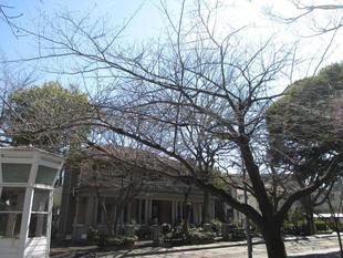  山手234番館　桜開花情報【2024年3月13日】