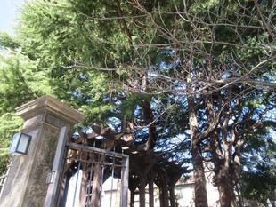 ベーリック・ホール　桜開花情報【2024年3月10日】