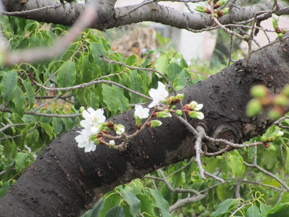 ブラフ18番館　桜開花情報【2024年3月29日】の写真