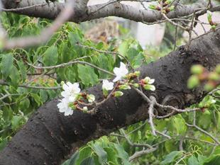 ブラフ18番館　桜開花情報【2024年3月29日】