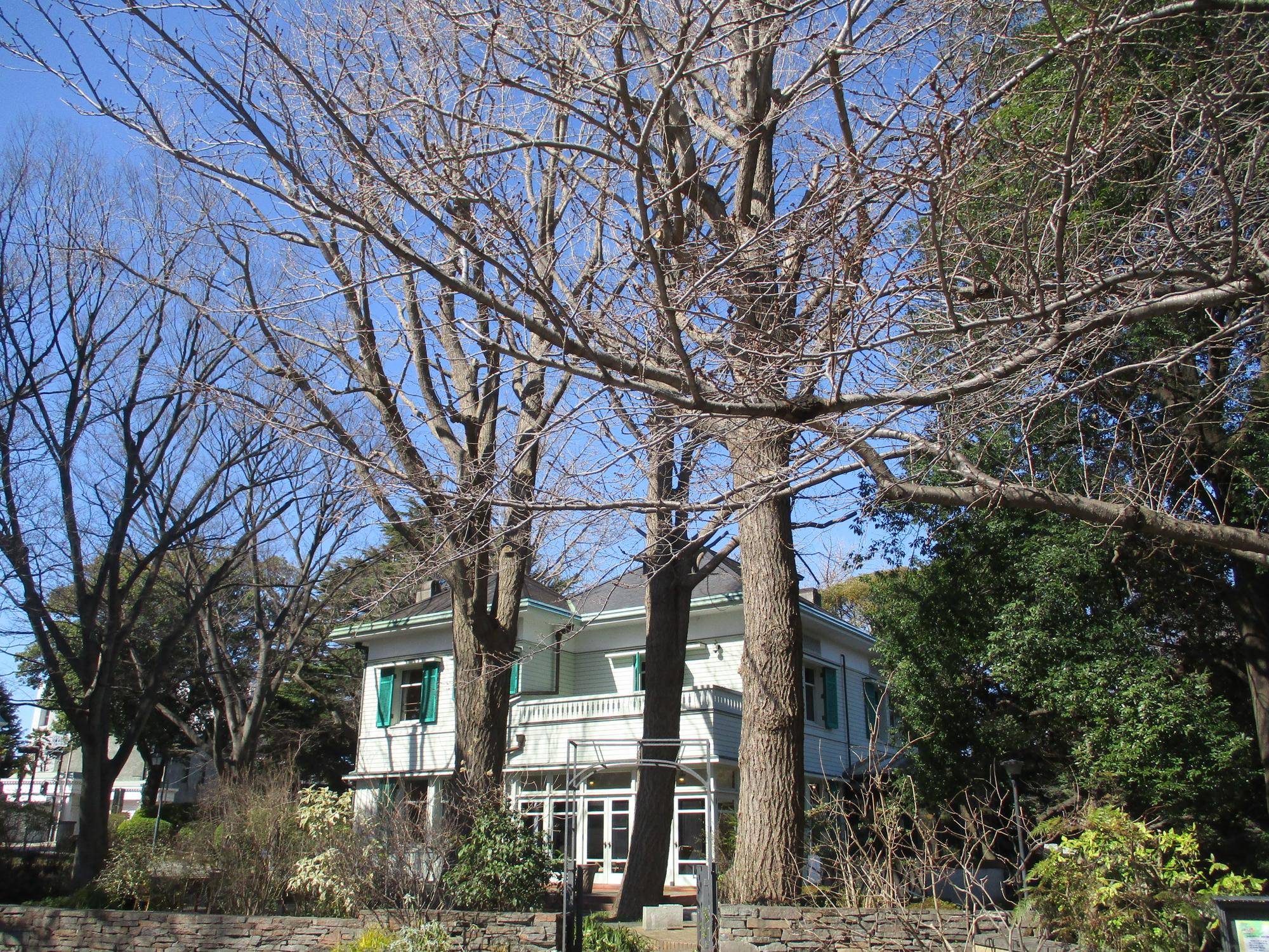 エリスマン邸　桜開花情報【2024年3月9日】の写真