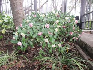 ベーリック･ホール　ジンチョウゲ