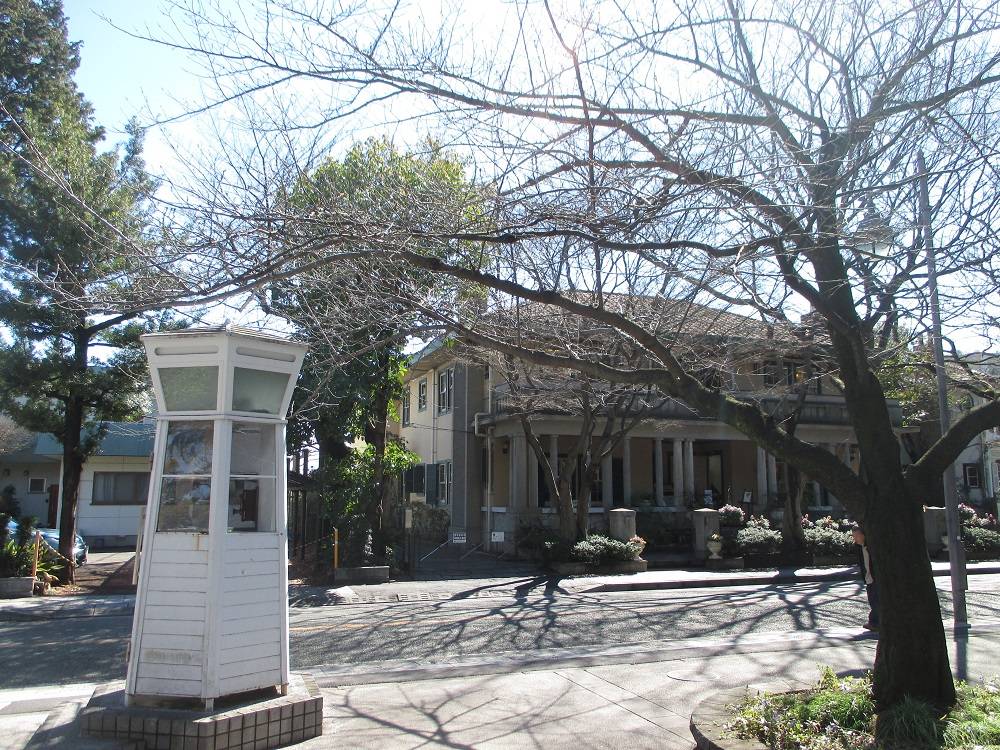 山手234番館 桜開花情報【2024年3月1日】の写真