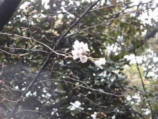  山手234番館　桜開花情報【2024年3月23日】