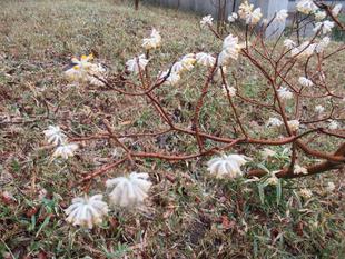 ベーリック・ホール　庭園の様子