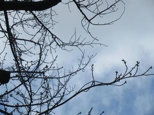 ベーリック・ホール　桜開花情報【2024年3月21日】