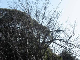 ベーリック・ホール　桜開花情報【2024年3月17日】