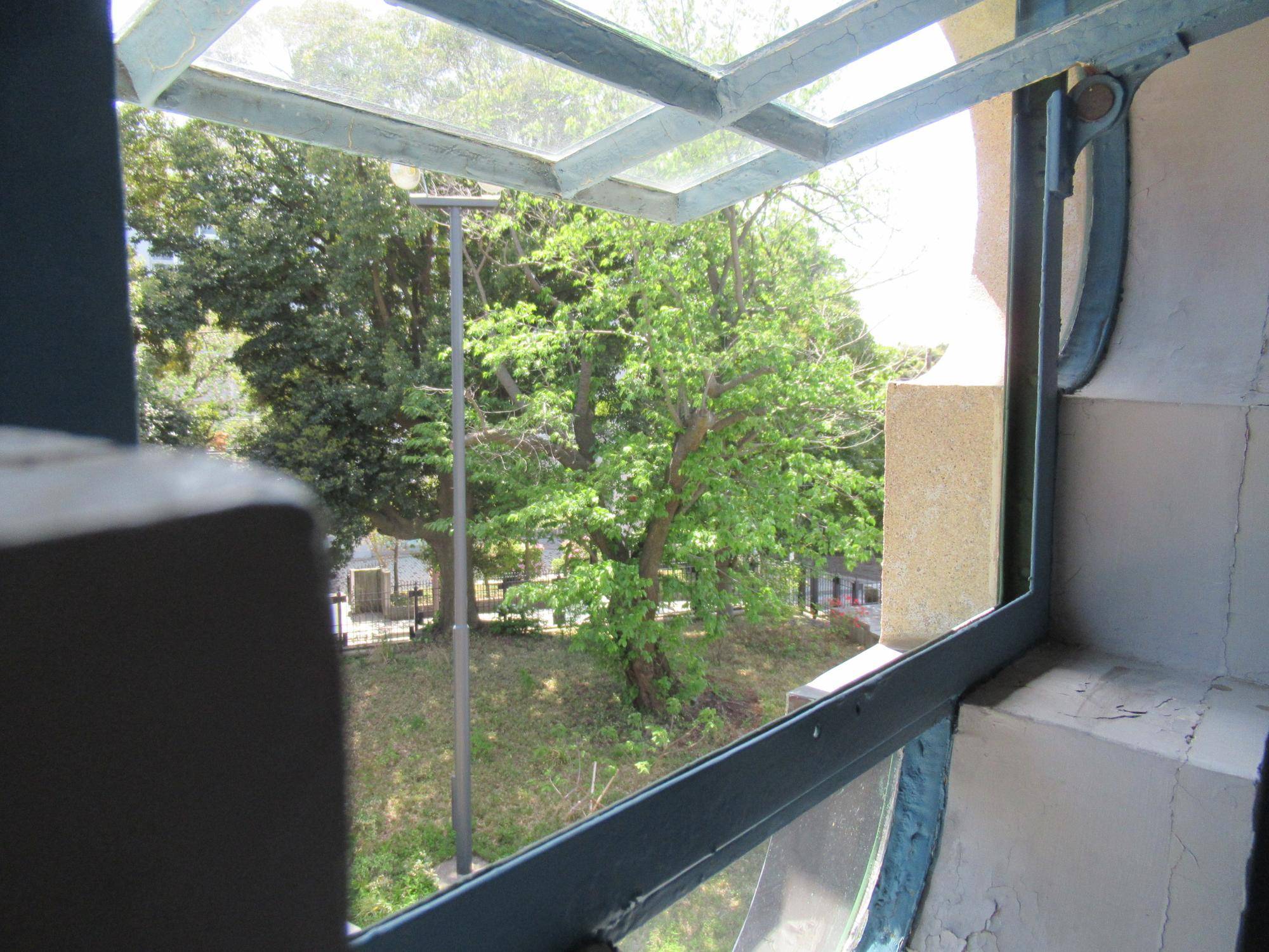 ベーリック・ホール　桜開花情報（オオシマザクラ）【2024年4月19日】の写真