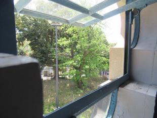 ベーリック・ホール 桜開花情報(オオシマザクラ)【2024年4月19日】